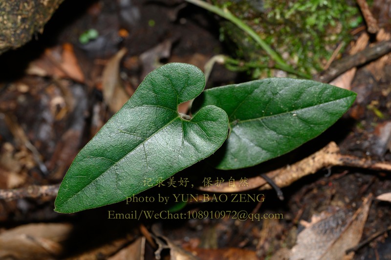 Aristolochia mollis