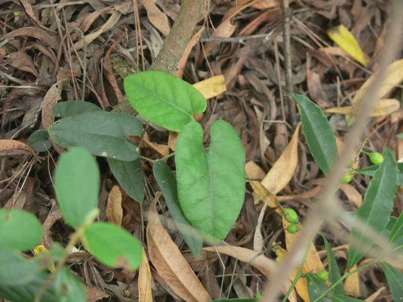 Aristolochia mollis photo 3