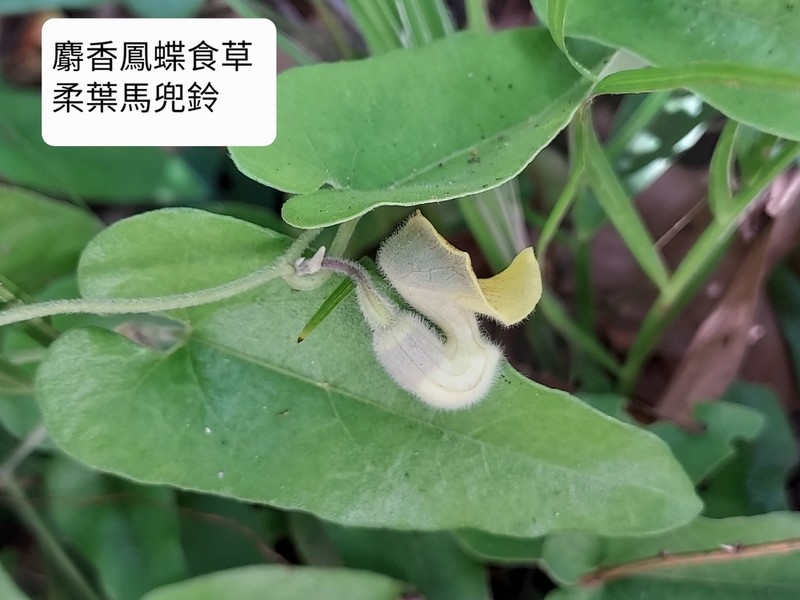 Aristolochia mollis photo 4