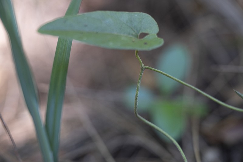 Aristolochia mollis photo 5