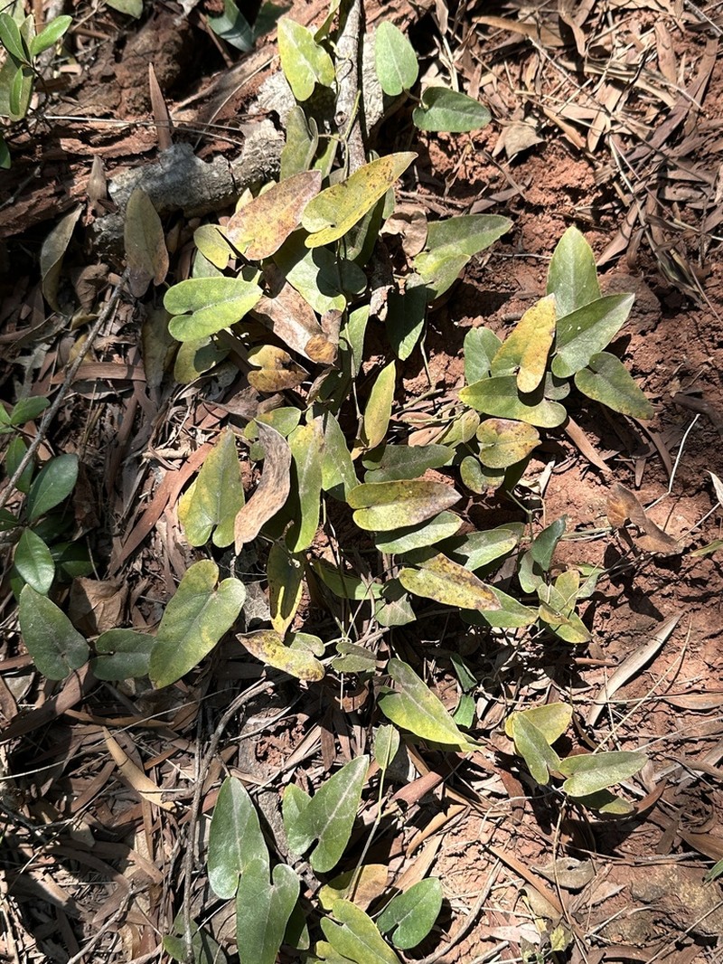 Aristolochia mollis photo 6