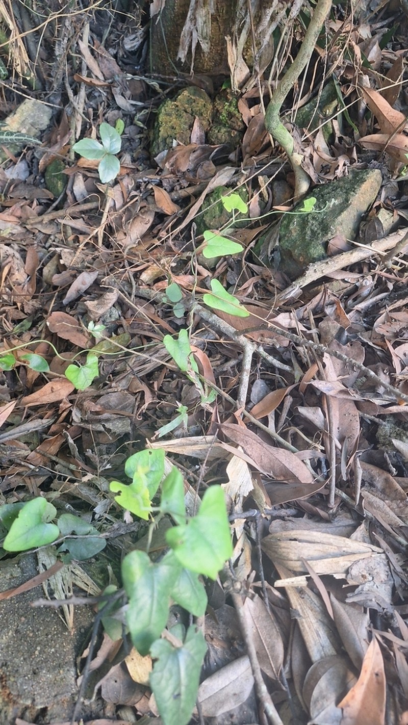 Aristolochia mollis photo 7