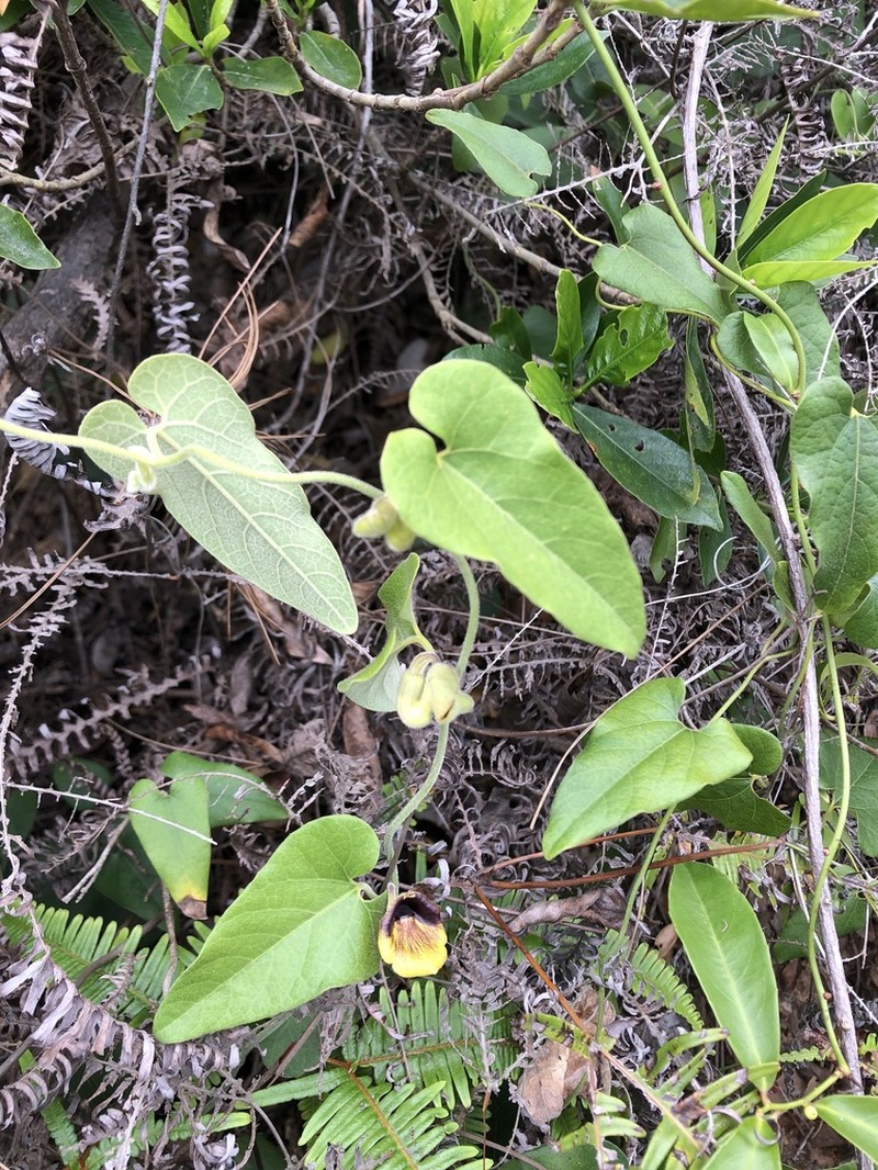 Aristolochia mollis photo 8
