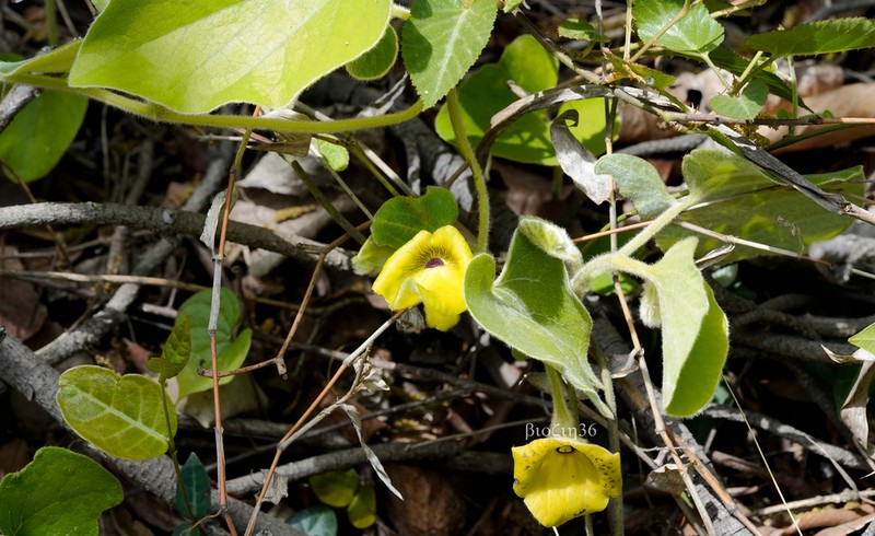 Aristolochia mollissima