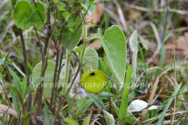 Aristolochia mollissima photo 2