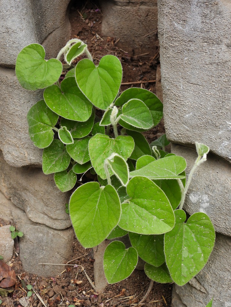 Aristolochia mollissima photo 3