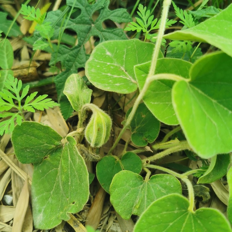 Aristolochia mollissima photo 4