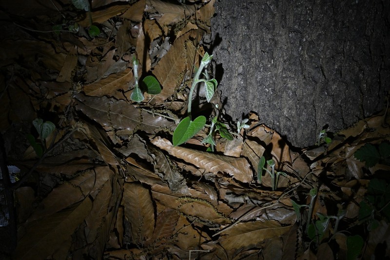 Aristolochia mollissima photo 5