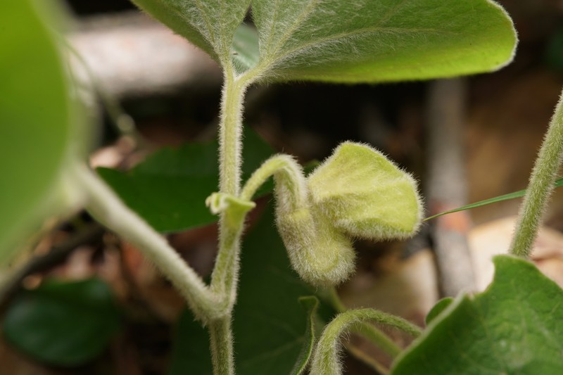 Aristolochia mollissima photo 6