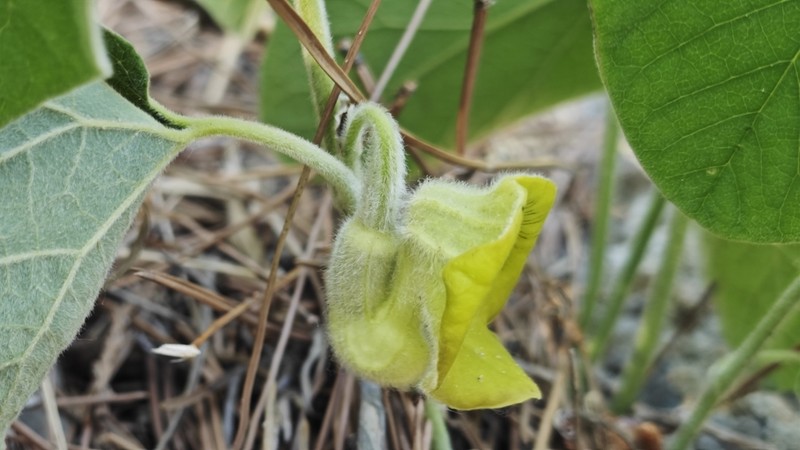 Aristolochia mollissima photo 7