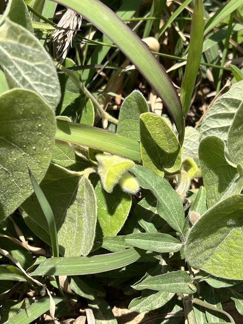 Aristolochia mollissima photo 8