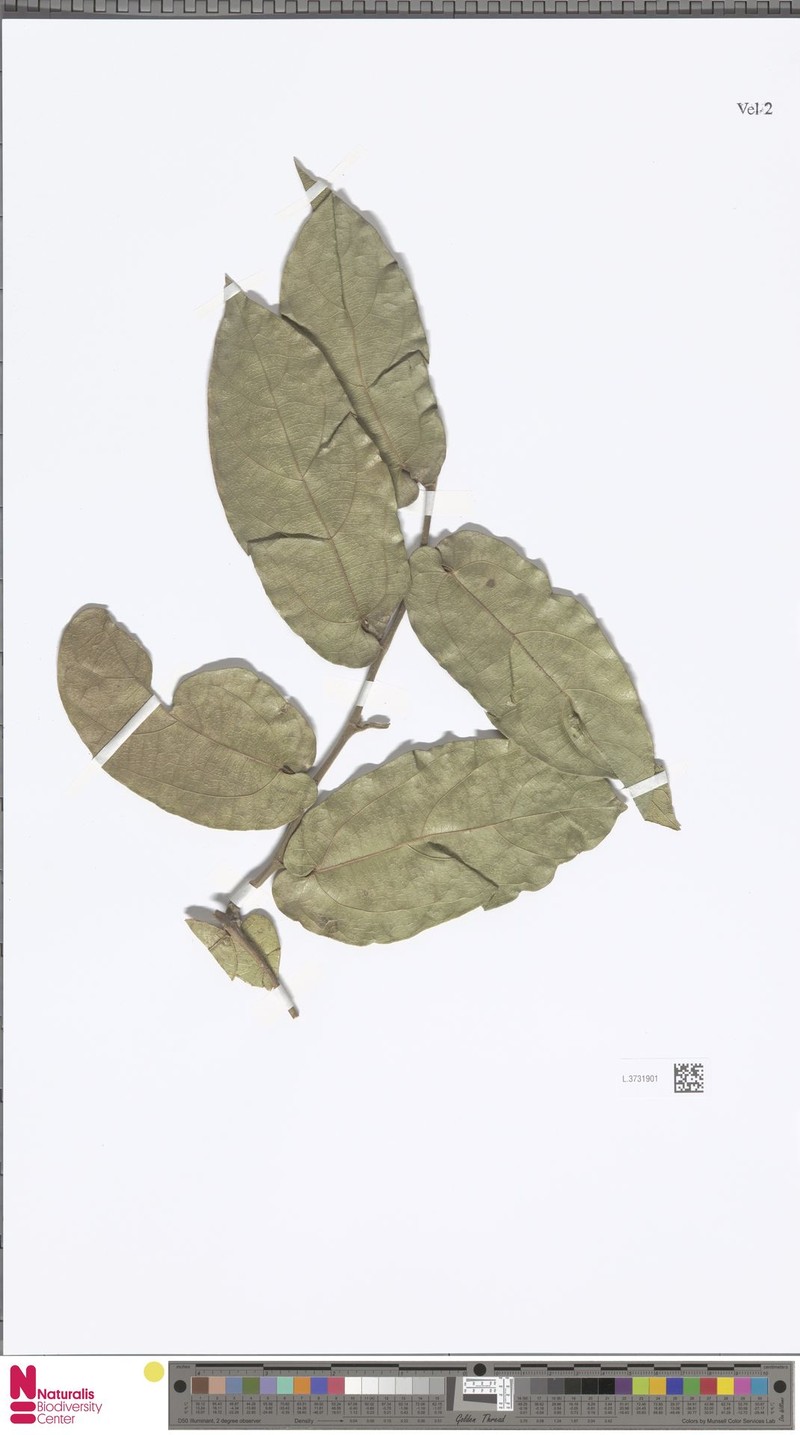 Aristolochia momandul
