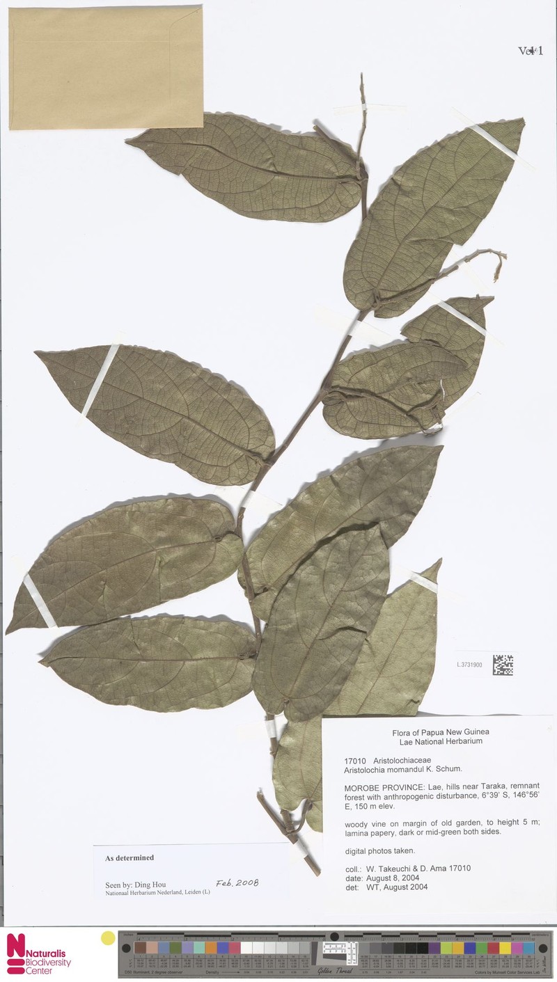Aristolochia momandul photo 2