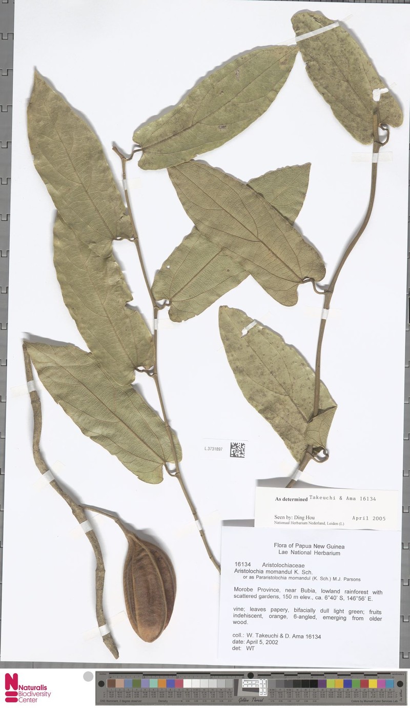 Aristolochia momandul photo 3