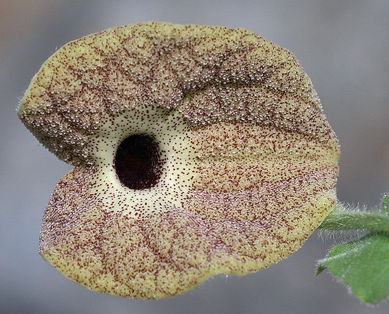 Aristolochia monticola