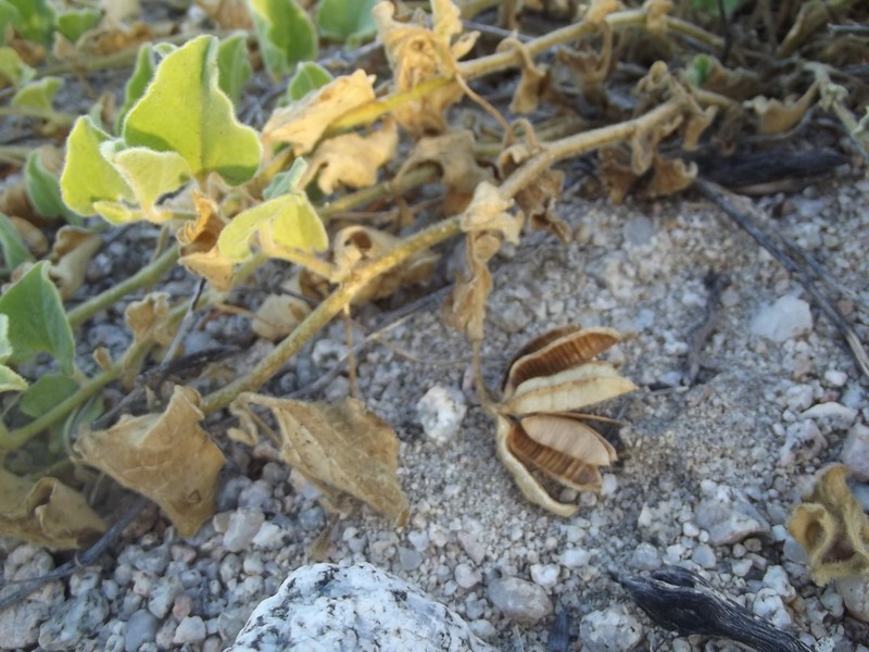 Aristolochia monticola photo 2
