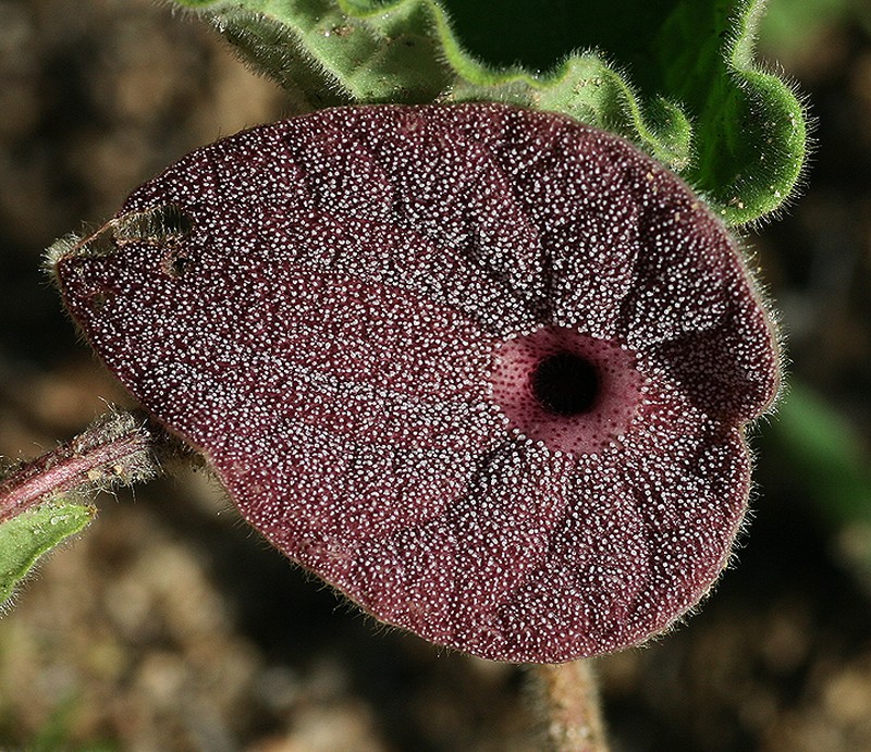Aristolochia monticola photo 3