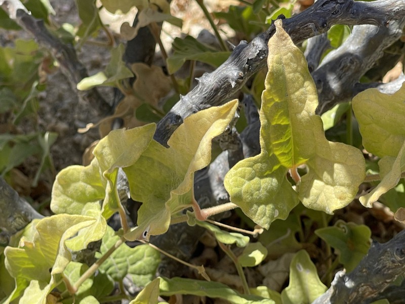 Aristolochia monticola photo 5