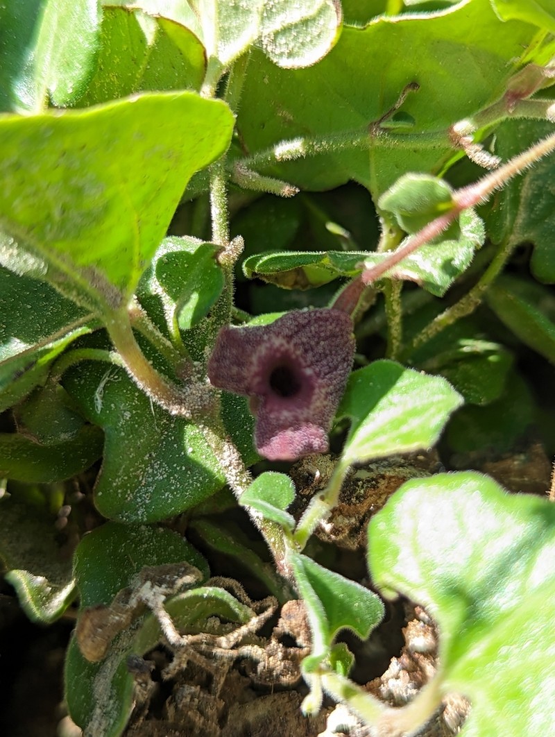 Aristolochia monticola photo 6