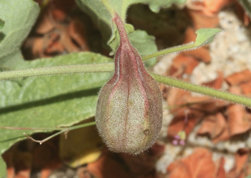 Aristolochia monticola photo 7