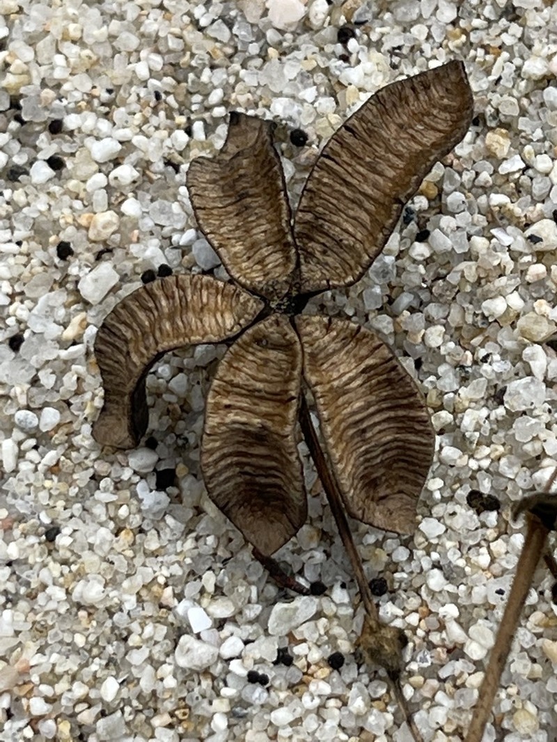 Aristolochia monticola photo 8