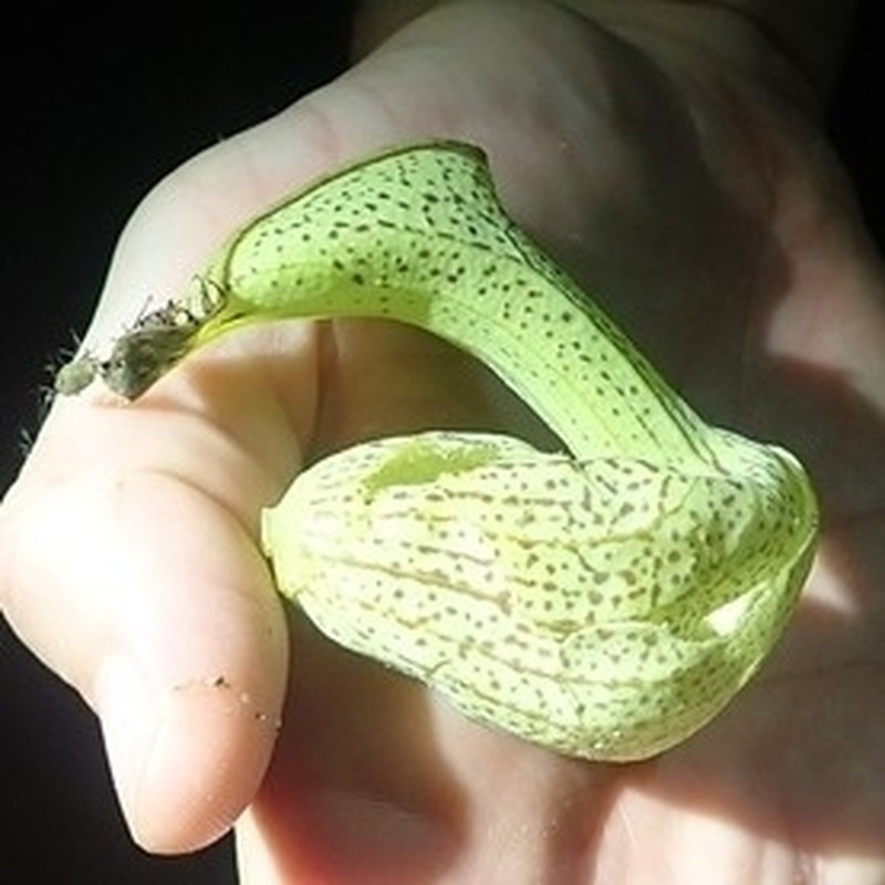 Aristolochia mossii