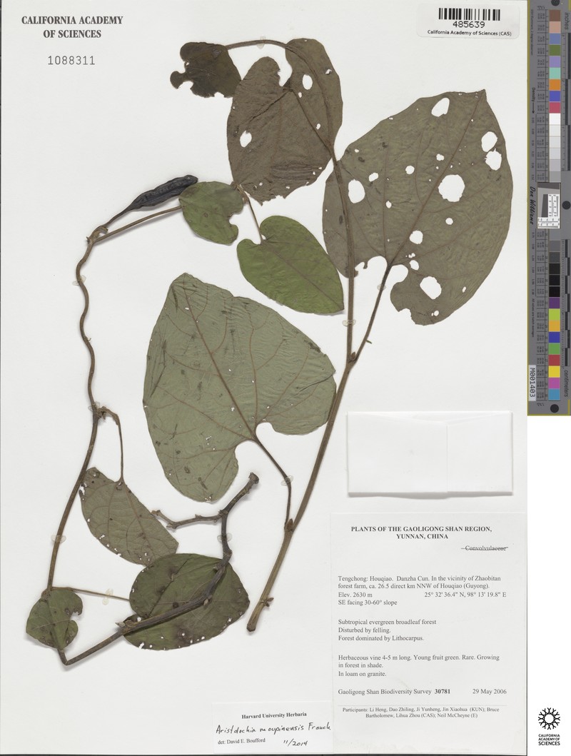 Aristolochia moupinensis