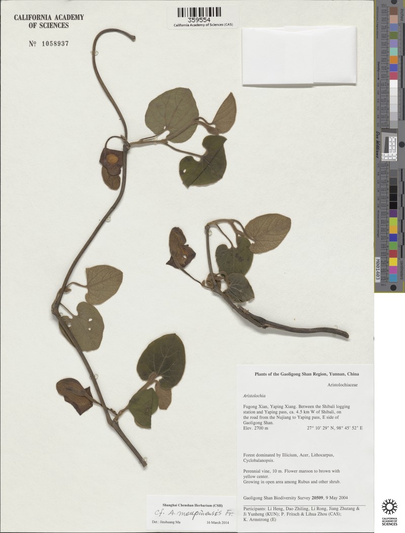 Aristolochia moupinensis photo 2