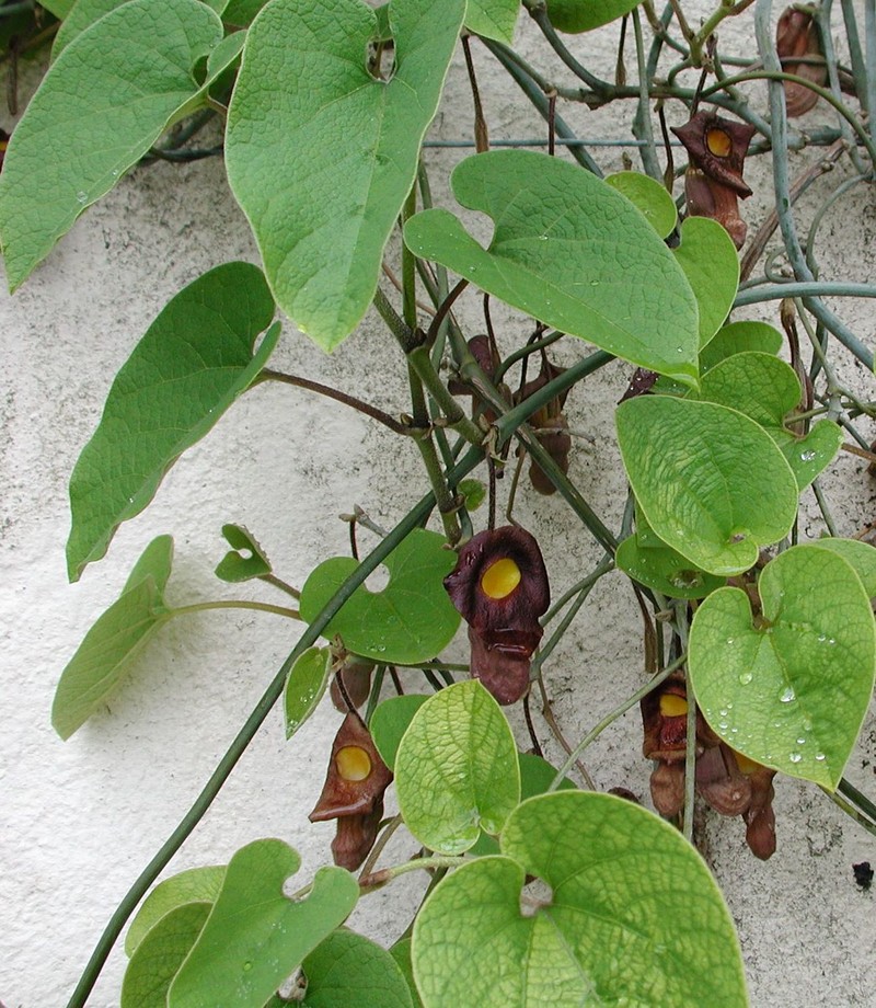 Aristolochia moupinensis photo 3