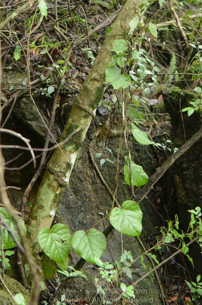 Aristolochia mulunensis