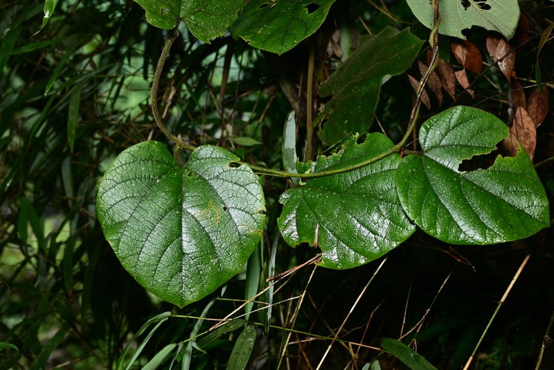 Aristolochia mulunensis photo 2