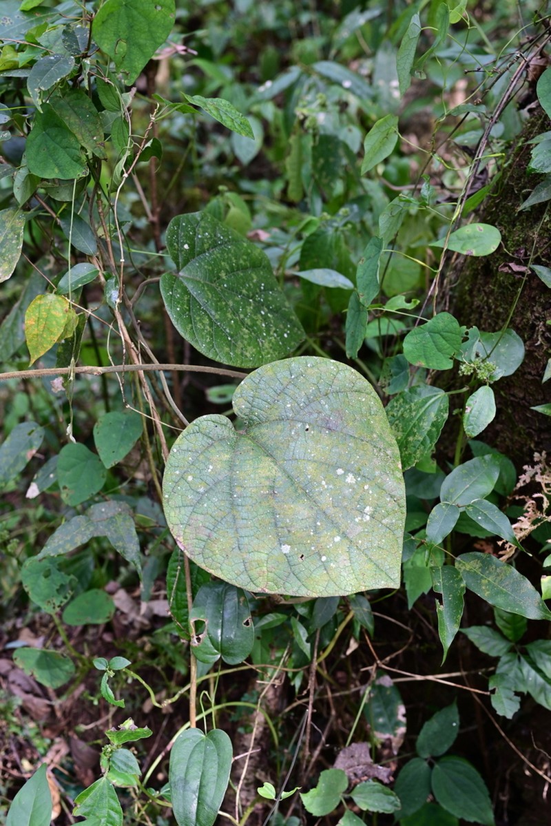 Aristolochia mulunensis photo 4