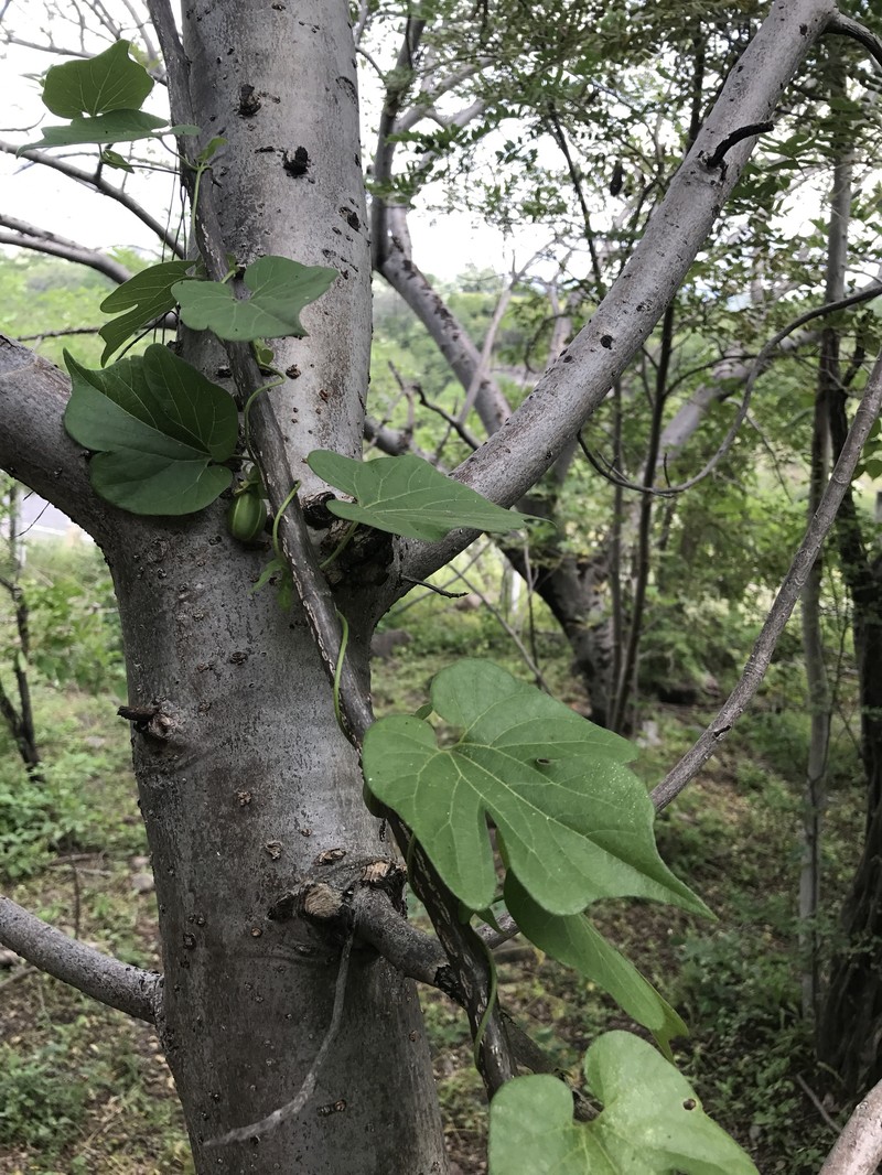 Aristolochia mutabilis photo 2