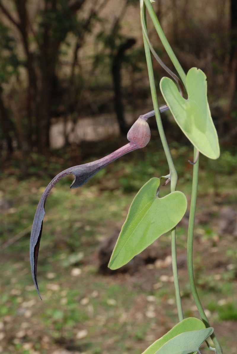 Aristolochia mycteria photo 2