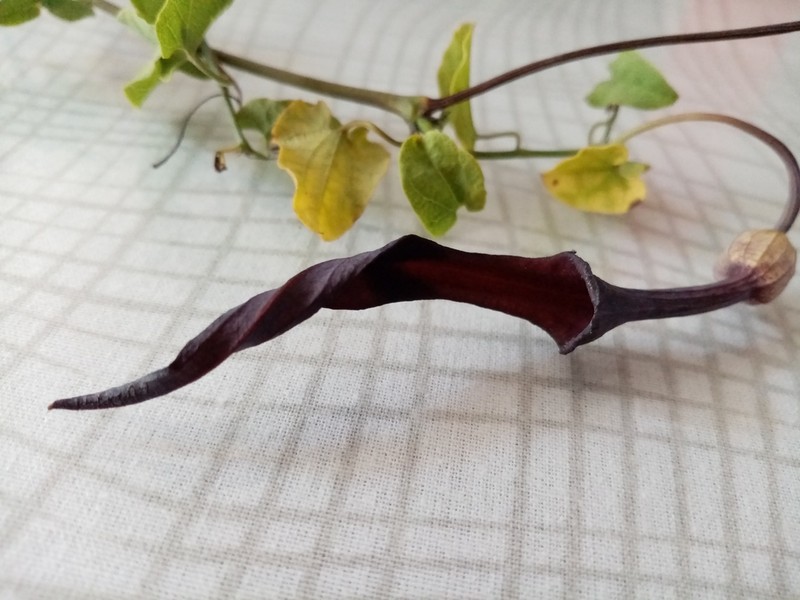 Aristolochia mycteria photo 3