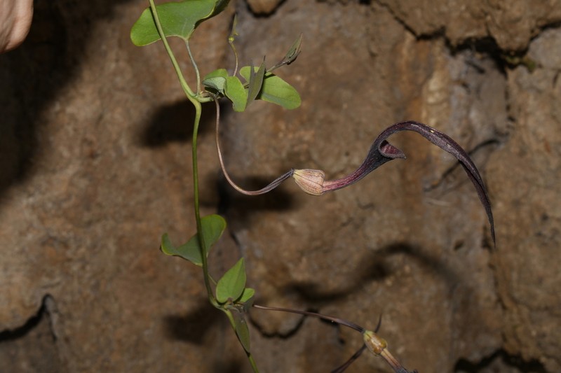 Aristolochia mycteria photo 4