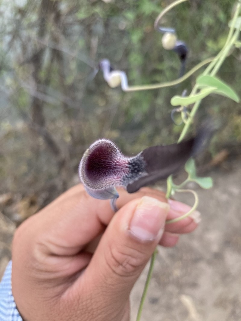 Aristolochia mycteria photo 5