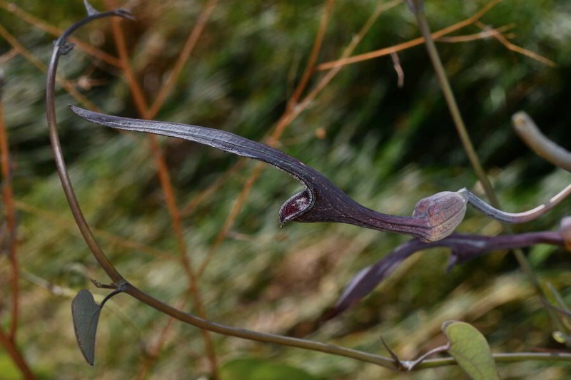 Aristolochia mycteria photo 8