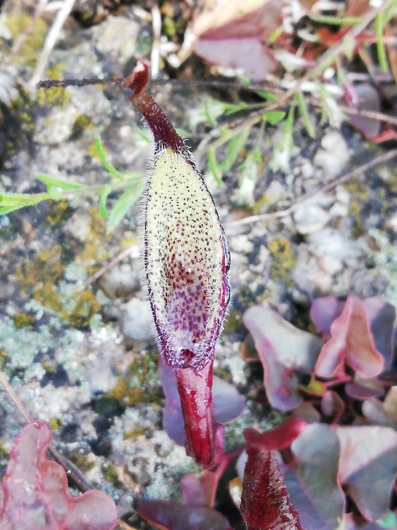 Aristolochia nana