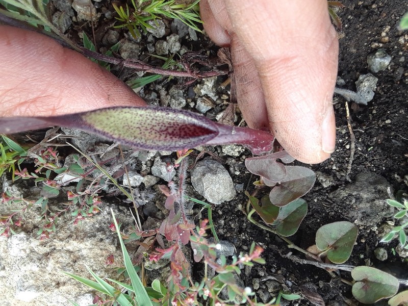 Aristolochia nana photo 2
