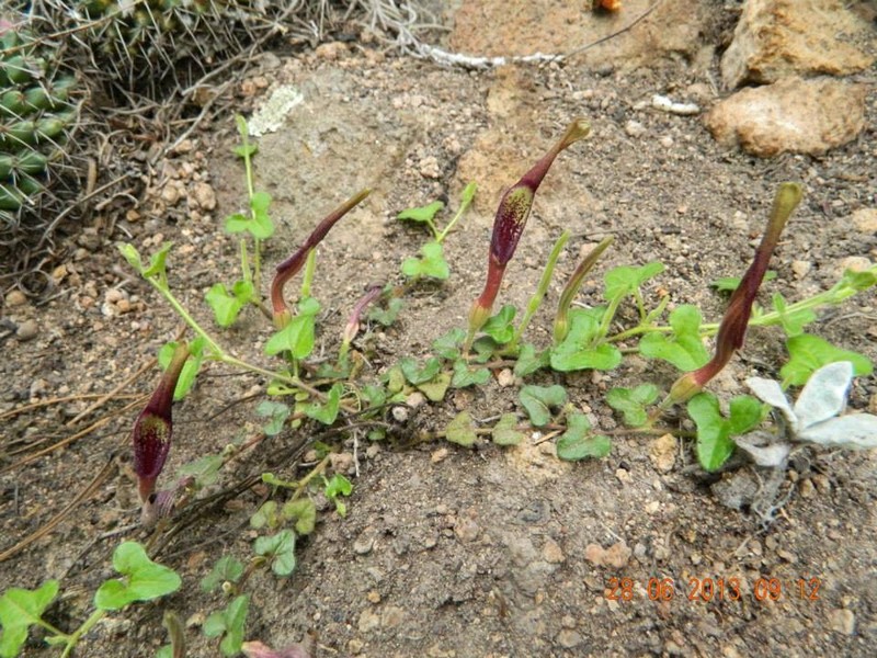 Aristolochia nana photo 3