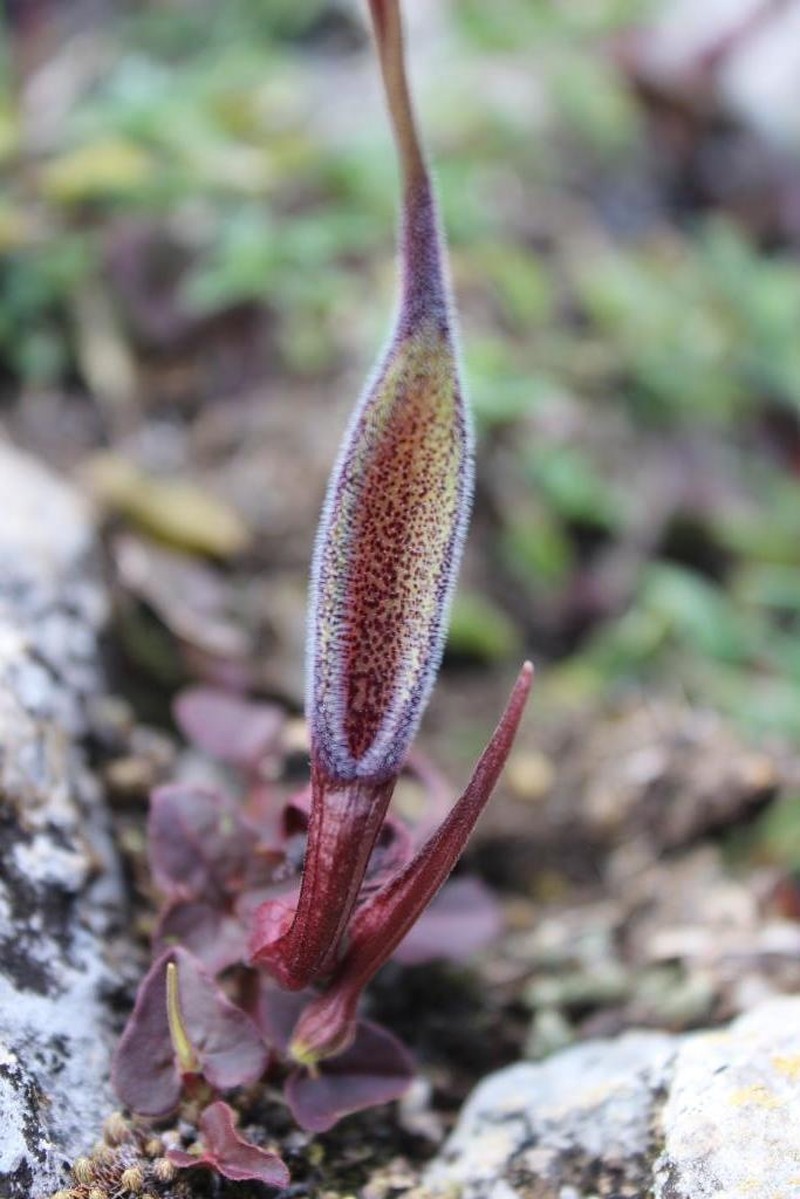 Aristolochia nana photo 4