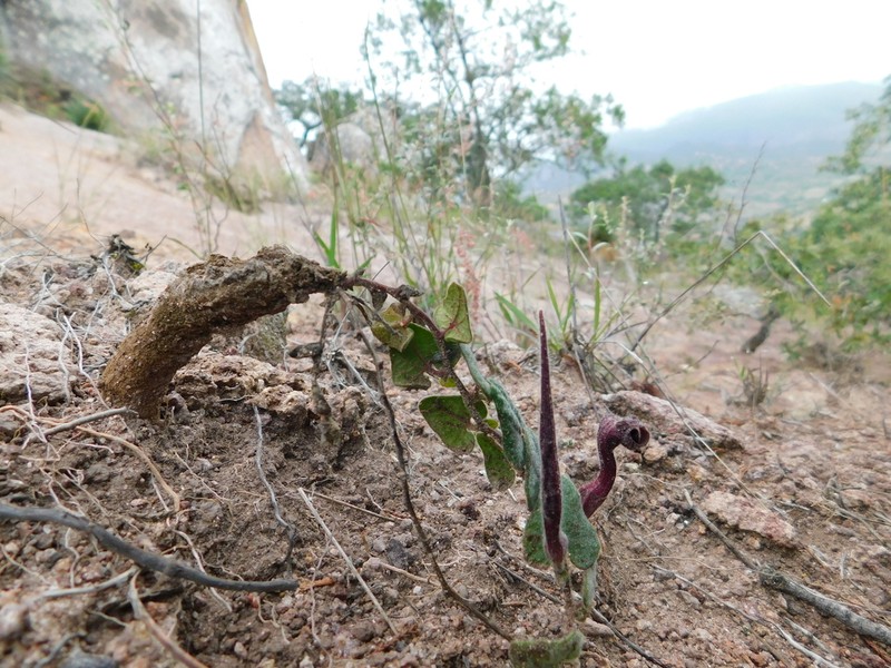 Aristolochia nana photo 5