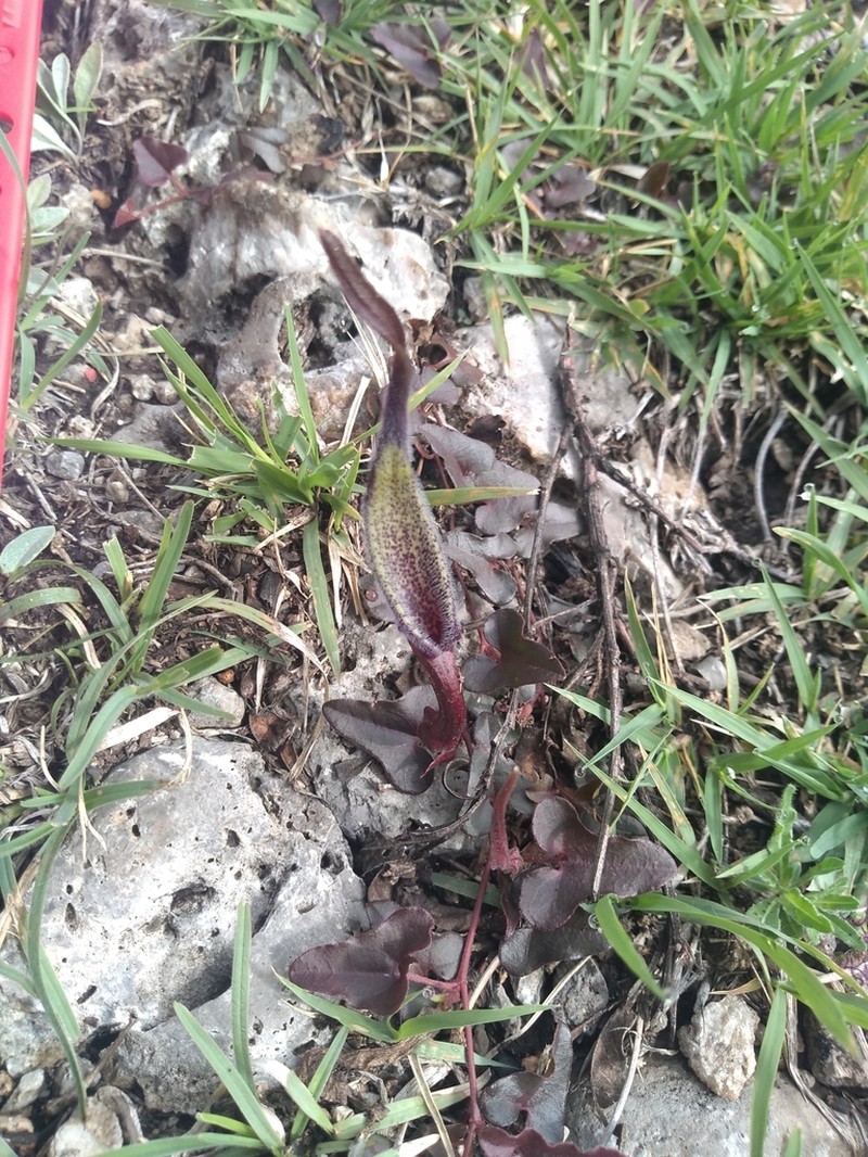 Aristolochia nana photo 6