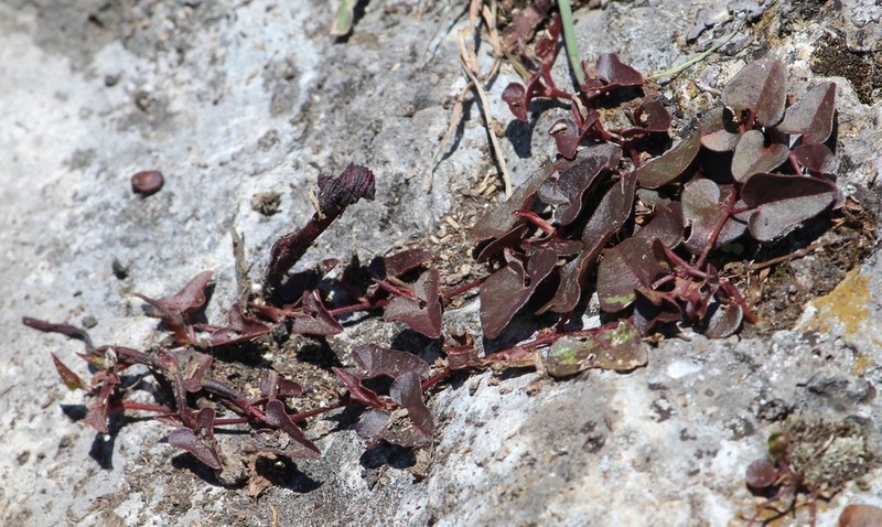 Aristolochia nana photo 7