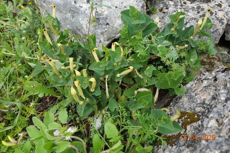 Aristolochia nardiana photo 2