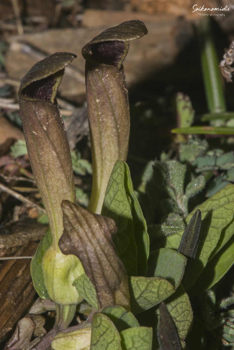 Aristolochia nardiana photo 3