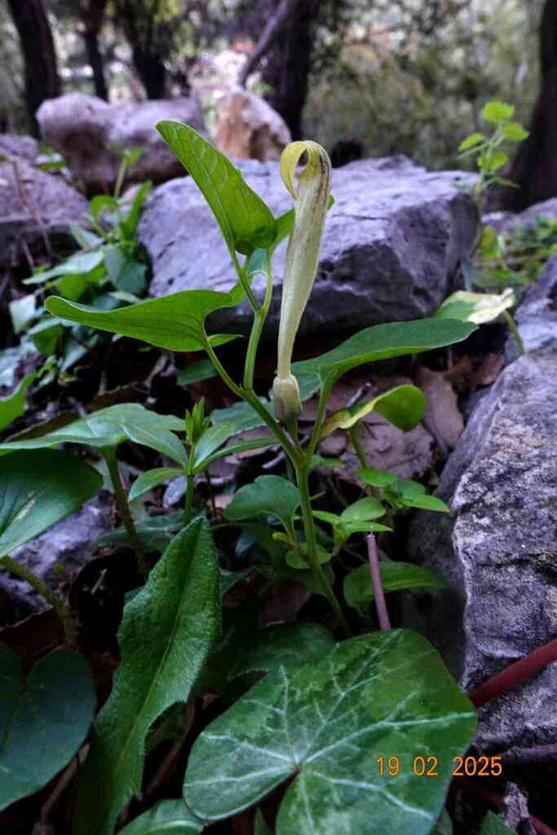 Aristolochia nardiana photo 5