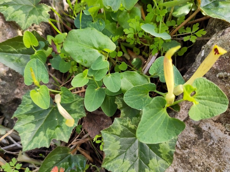 Aristolochia nardiana photo 6