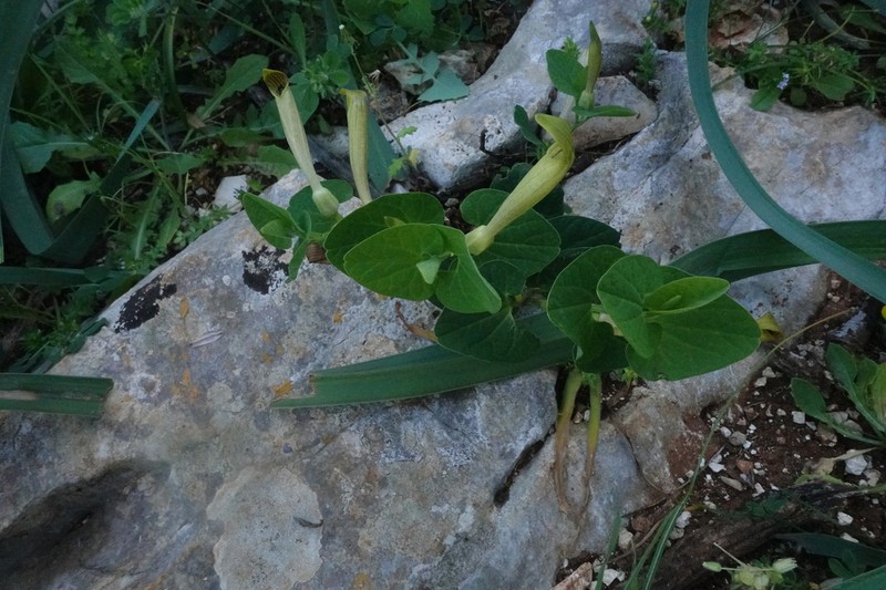 Aristolochia nardiana photo 7
